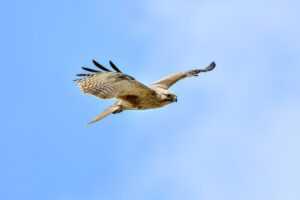 colleen hoover it starts with us summary