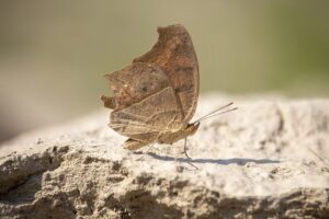 crumbl cookie gift card balance check