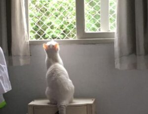 what are the zydaisis disease condition