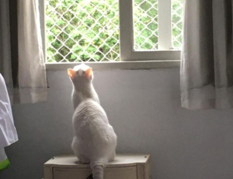 what are the zydaisis disease condition