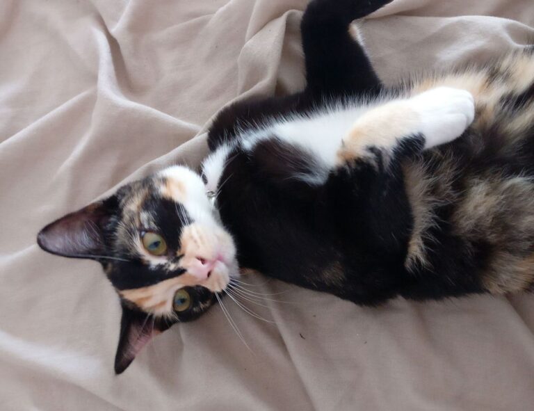 why does bikimsum take long to digest