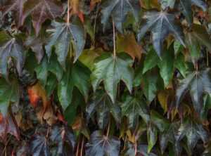 colo colo dibujos animados